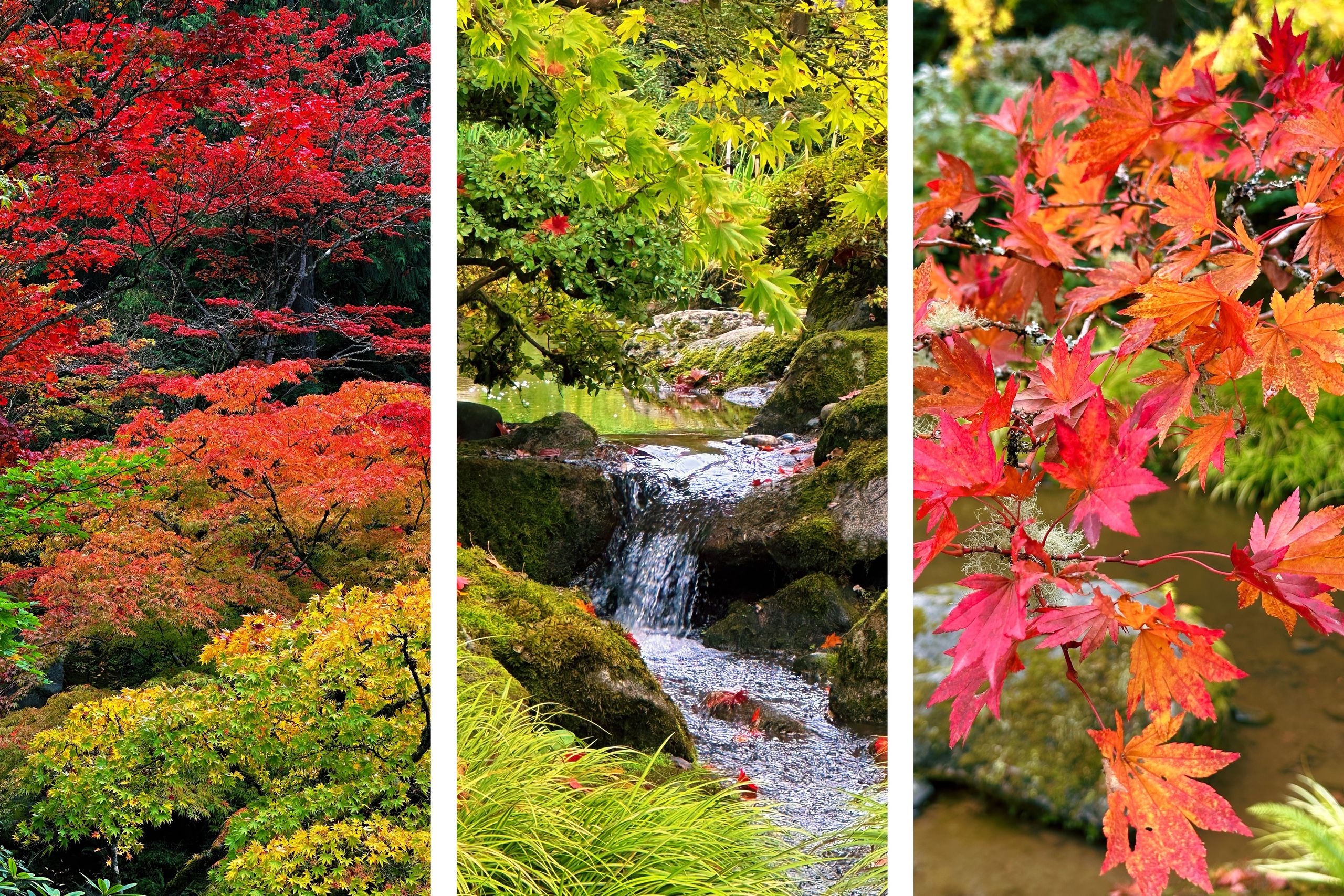 Seattle Japanese Garden