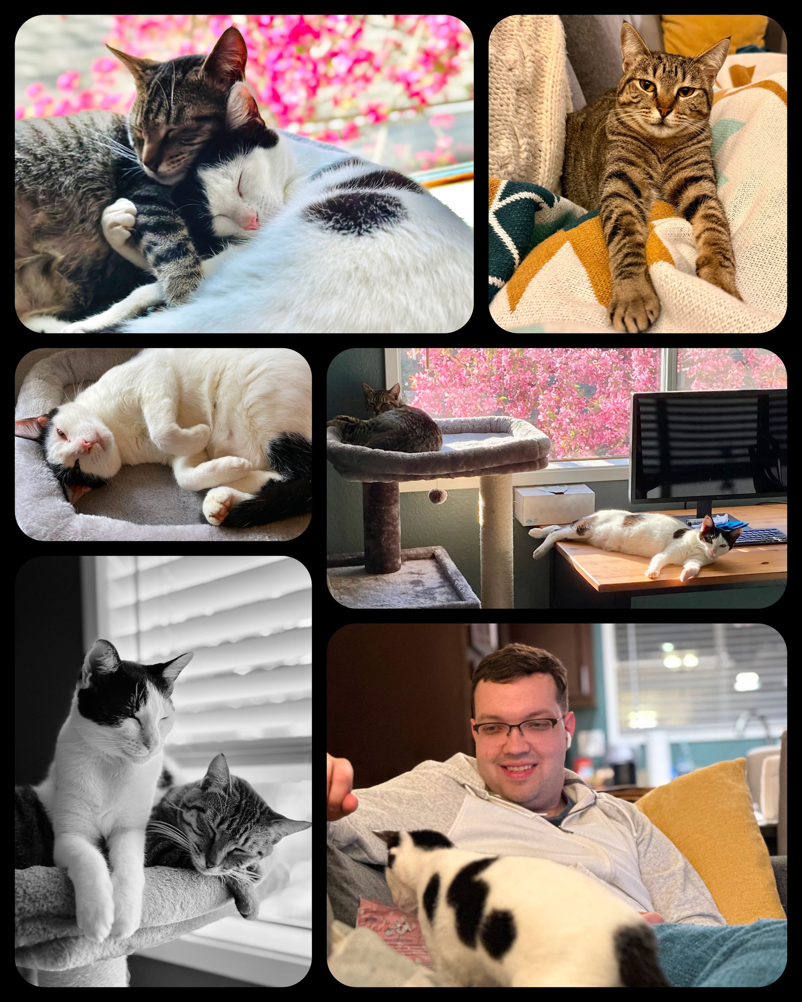 Collage of our cats napping and being playful